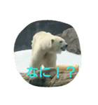 もうだめだぽ(動物)（個別スタンプ：8）