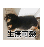 混乱したダックスフント（個別スタンプ：23）