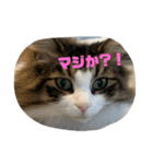 ノルウェージャン もふもふ びびたん☆（個別スタンプ：1）
