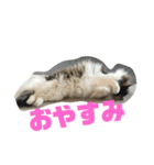 ノルウェージャン もふもふ びびたん☆（個別スタンプ：3）