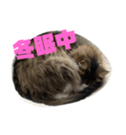 ノルウェージャン もふもふ びびたん☆（個別スタンプ：5）