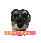あんずさん、おまめさん。（個別スタンプ：4）