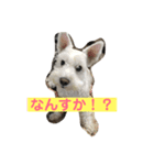 あんずさん、おまめさん。（個別スタンプ：5）