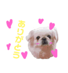 我が家のPeki's ここ＆ニコ（個別スタンプ：4）
