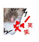 我が家のPeki's ここ＆ニコ（個別スタンプ：13）