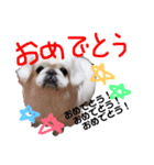 我が家のPeki's ここ＆ニコ（個別スタンプ：16）