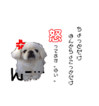 我が家のPeki's ここ＆ニコ（個別スタンプ：18）