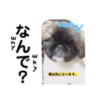 我が家のPeki's ここ＆ニコ（個別スタンプ：19）