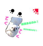 我が家のPeki's ここ＆ニコ（個別スタンプ：20）