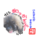 我が家のPeki's ここ＆ニコ（個別スタンプ：21）