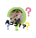 柴犬 ちゃ茶丸くん（個別スタンプ：3）