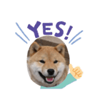 柴犬 ちゃ茶丸くん（個別スタンプ：4）