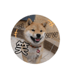 柴犬 ちゃ茶丸くん（個別スタンプ：5）