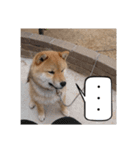 柴犬 ちゃ茶丸くん（個別スタンプ：6）