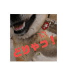 柴犬 ちゃ茶丸くん（個別スタンプ：7）