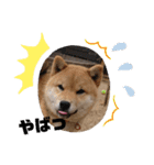 柴犬 ちゃ茶丸くん（個別スタンプ：8）