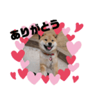柴犬 ちゃ茶丸くん（個別スタンプ：9）
