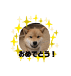 柴犬 ちゃ茶丸くん（個別スタンプ：11）
