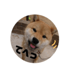 柴犬 ちゃ茶丸くん（個別スタンプ：12）