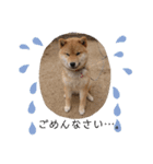 柴犬 ちゃ茶丸くん（個別スタンプ：13）