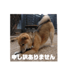 柴犬 ちゃ茶丸くん（個別スタンプ：15）