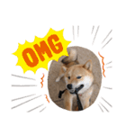 柴犬 ちゃ茶丸くん（個別スタンプ：16）