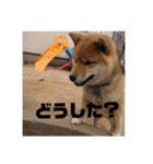 柴犬 ちゃ茶丸くん（個別スタンプ：17）
