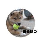 柴犬 ちゃ茶丸くん（個別スタンプ：18）