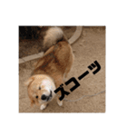 柴犬 ちゃ茶丸くん（個別スタンプ：19）