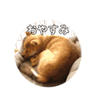 柴犬 ちゃ茶丸くん（個別スタンプ：20）