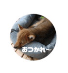 柴犬 ちゃ茶丸くん（個別スタンプ：21）