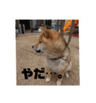柴犬 ちゃ茶丸くん（個別スタンプ：23）