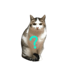 猫のめいちゃん＊ほのぼのスタンプ（個別スタンプ：1）