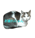 猫のめいちゃん＊ほのぼのスタンプ（個別スタンプ：2）