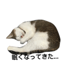 猫のめいちゃん＊ほのぼのスタンプ（個別スタンプ：3）