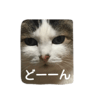 猫のめいちゃん＊ほのぼのスタンプ（個別スタンプ：4）