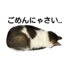 猫のめいちゃん＊ほのぼのスタンプ（個別スタンプ：5）