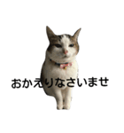 猫のめいちゃん＊ほのぼのスタンプ（個別スタンプ：14）