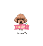 トイプードルのホタルくん（個別スタンプ：2）