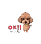 トイプードルのホタルくん（個別スタンプ：5）