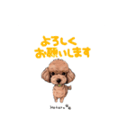 トイプードルのホタルくん（個別スタンプ：7）