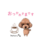トイプードルのホタルくん（個別スタンプ：8）