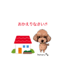 トイプードルのホタルくん（個別スタンプ：10）