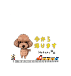 トイプードルのホタルくん（個別スタンプ：11）