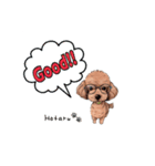 トイプードルのホタルくん（個別スタンプ：12）