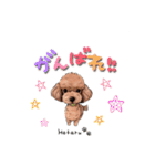 トイプードルのホタルくん（個別スタンプ：13）