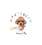 トイプードルのホタルくん（個別スタンプ：14）