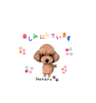 トイプードルのホタルくん（個別スタンプ：15）