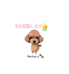トイプードルのホタルくん（個別スタンプ：18）