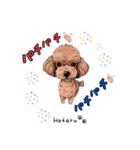 トイプードルのホタルくん（個別スタンプ：20）